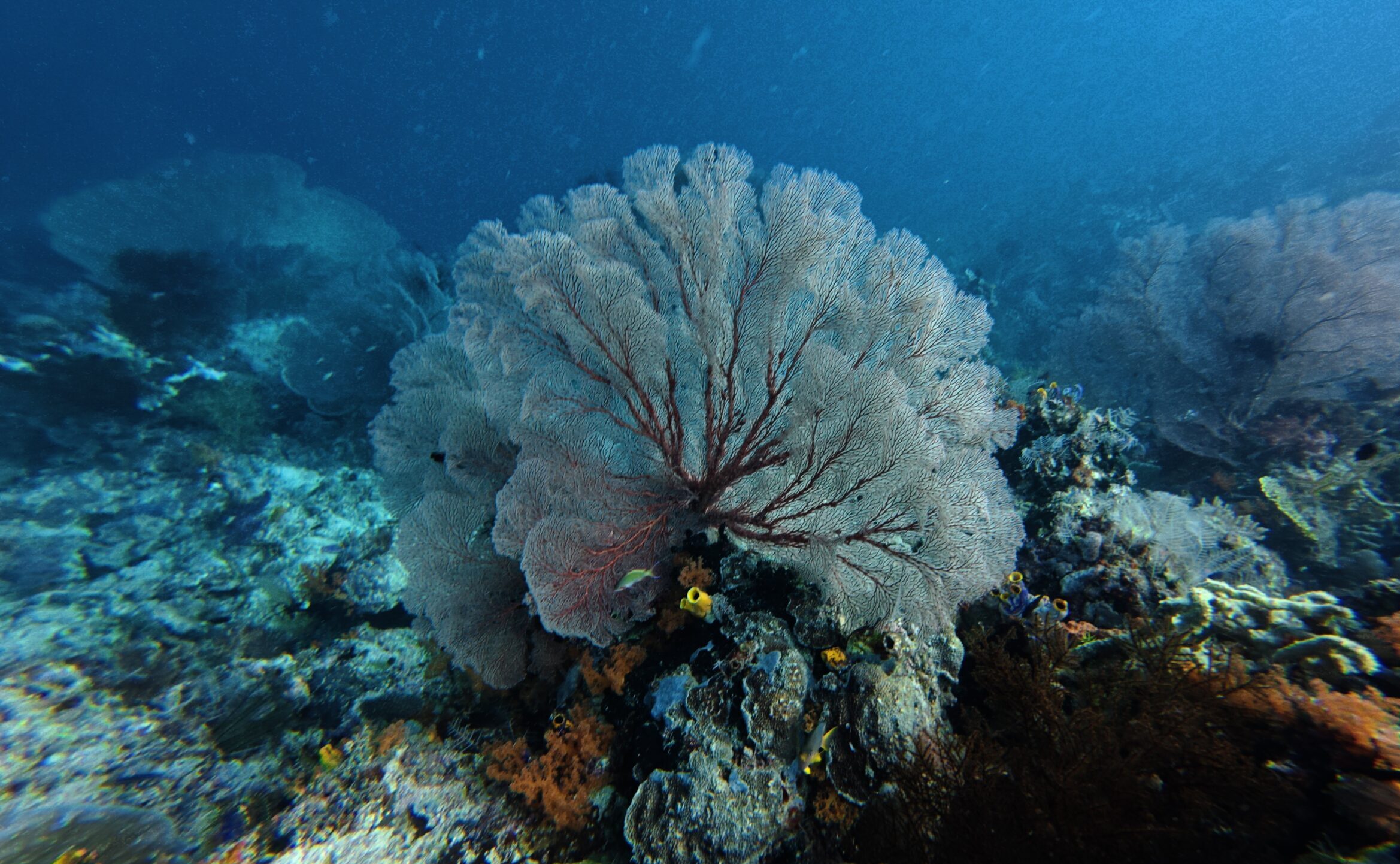 Raja Ampat underwater